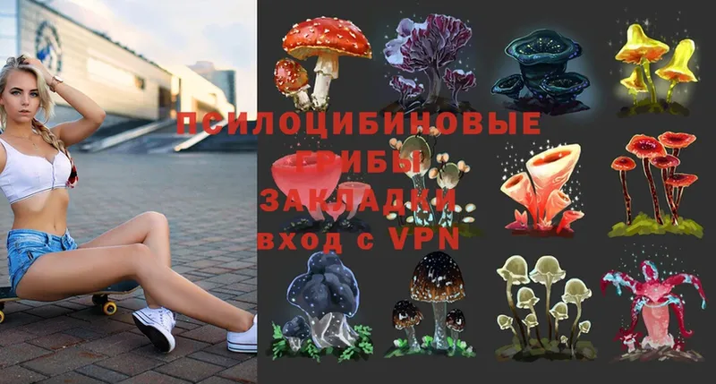 Псилоцибиновые грибы Psilocybe  цены   Нолинск 